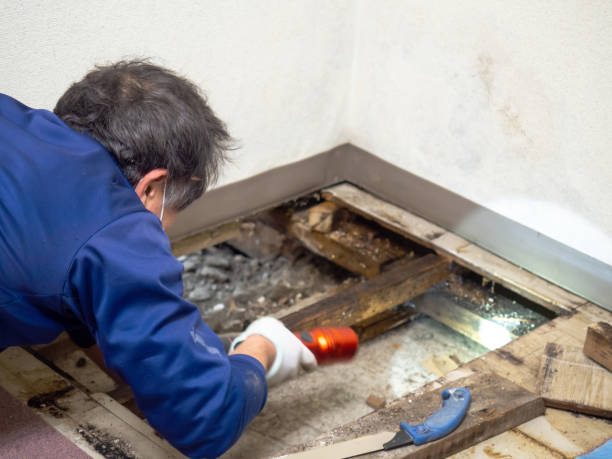 Best Mold Damage Repair  in Ava, MO