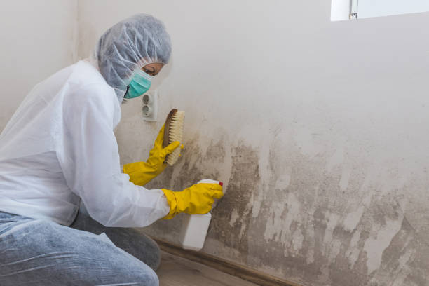 Mold Testing and Removal in Ava, MO
