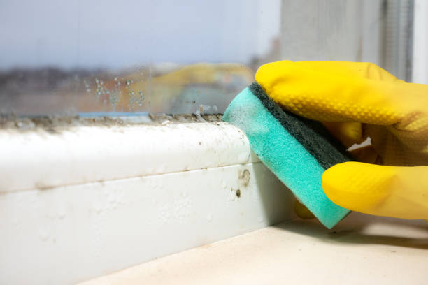 Best Mold Testing and Removal  in Ava, MO
