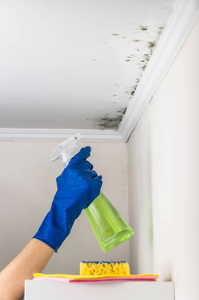 Best Attic Mold Removal  in Ava, MO